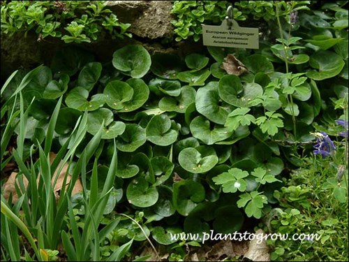 European Ginger (Asarum europaeum) An excellent, attractive ground cover for the shaded areas of the garden.